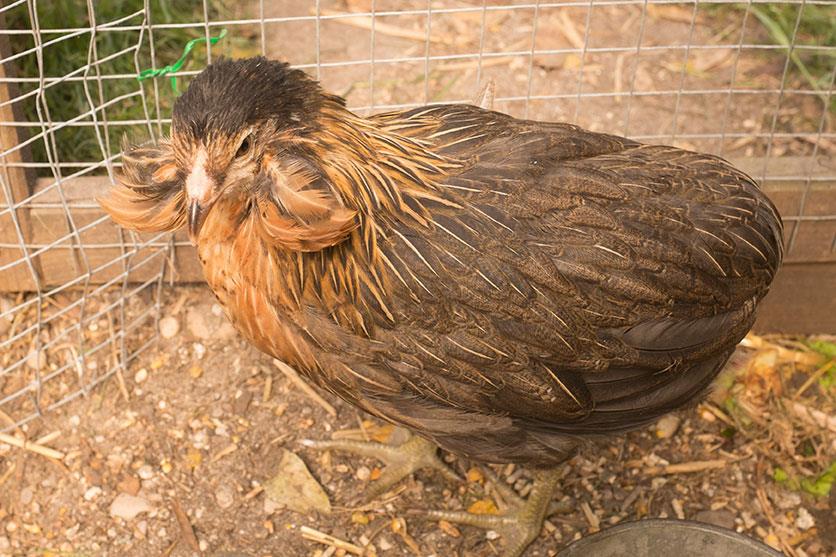 Araucana frumento