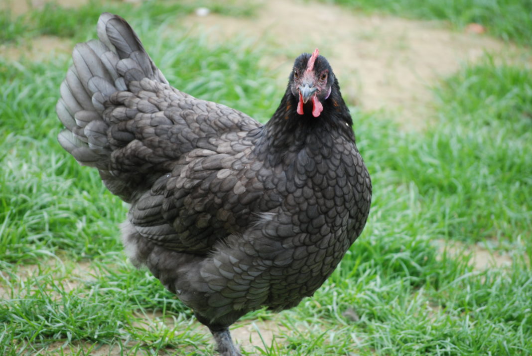 Marans blu ramato
